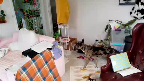 ejrabloom online show from March 2026 07:29:01 PM