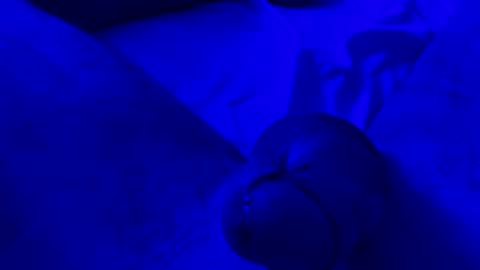 Chpala online show from April 2026 06:52:01 AM