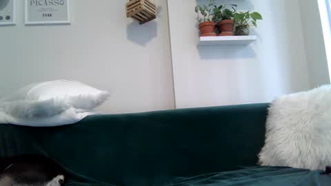 Snapshot of evillers1 chatting on September 2025 08:55:02 PM Badblondebunny online show from September 2025 08:55:02 PM