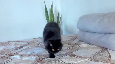 Snapshot of fabrizio_amery chatting on January 2026 08:00:02 PM - A N D E R online show from January 2026 08:00:02 PM