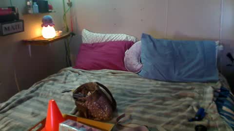 Eisha online show from December 2024 09:09:02 PM