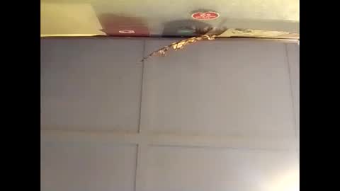 Warwick online show from October 2025 07:09:02 AM