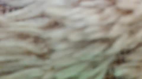 Snapshot of fullyfashionednylonlover chatting on March 2026 11:06:01 AM fullyfashionednylonlover online show from March 2026 11:06:01 AM