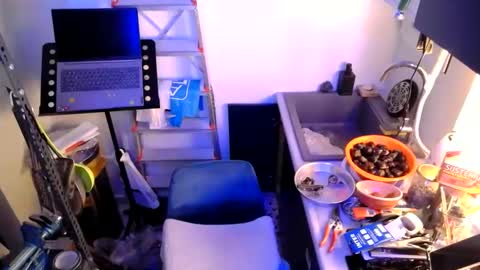 georgempt online show from January 2025 07:42:01 PM