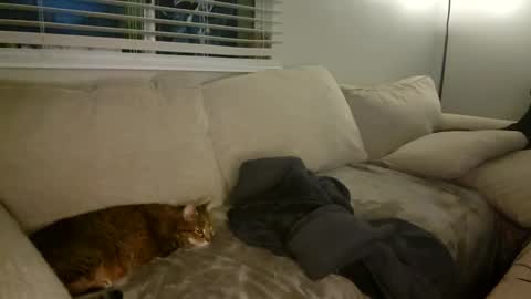 Snapshot of goddessmayvn chatting on January 2025 10:34:02 AM GoddessMayvn online show from January 2025 10:34:02 AM