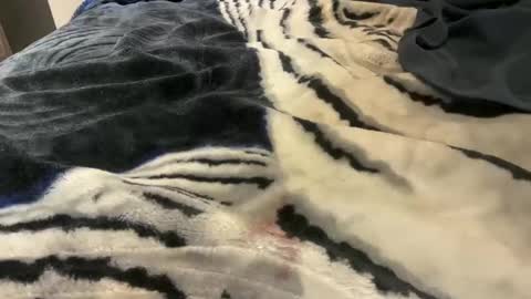 gumbywanna online show from October 2025 03:25:01 AM