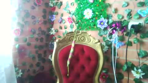 Snapshot of han_deus chatting on December 2024 05:05:01 PM HANMy Dears make sure to follow me here create a FREE account if you dont have one and chat thank you. online show from December 2024 05:05:01 PM