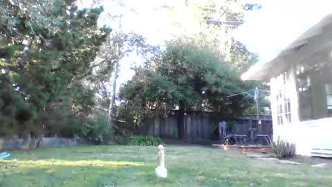 Snapshot of handysmurf chatting on December 2024 11:24:02 PM HandySmurf online show from December 2024 11:24:02 PM