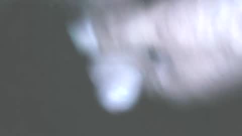 hofnung online show from June 2026 11:39:02 PM