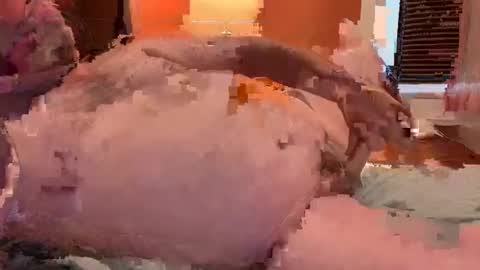 horndawglove online show from January 2025 07:56:02 PM