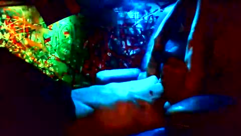 Snapshot of howbowdadareboy33 chatting on January 2025 11:28:02 AM ask me online show from January 2025 11:28:02 AM