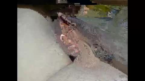 Snapshot of hung_mac0 chatting on February 2026 02:27:02 PM hung_mac0 online show from February 2026 02:27:02 PM