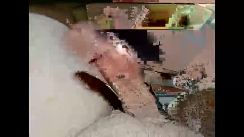 Snapshot of hung_mac0 chatting on March 2026 07:18:02 PM hung_mac0 online show from March 2026 07:18:02 PM