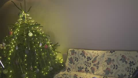 Belle online show from January 2025 04:11:02 PM