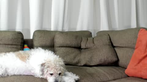 Calix  Independient model Insta and twt Calixsnake online show from January 2025 05:26:02 AM