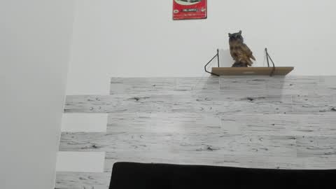 Jaycreedd online show from November 2025 04:01:01 AM