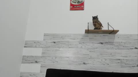 Jaycreedd online show from November 2025 01:17:02 AM