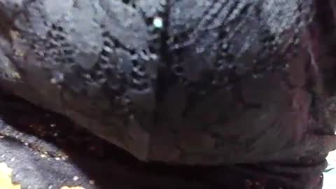 Snapshot of jaysonata215 chatting on December 2024 11:15:01 AM jaysonata215 online show from December 2024 11:15:01 AM