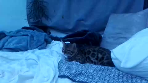 Snapshot of jwolf11851725 chatting on October 2025 08:22:02 AM jwolf11851725 online show from October 2025 08:22:02 AM