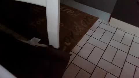 Snapshot of karlodi chatting on October 2025 07:42:01 AM Kev online show from October 2025 07:42:01 AM