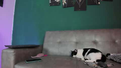 KarolSweet online show from March 2026 10:37:01 PM