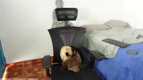 Snapshot of kite__ chatting on December 2024 03:44:02 PM kite__ online show from December 2024 03:44:02 PM