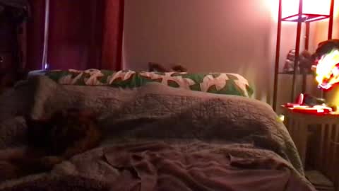 Snapshot of kitejackdaw chatting on December 2024 09:52:02 PM Kite Jackdaw Bi Trans Man online show from December 2024 09:52:02 PM