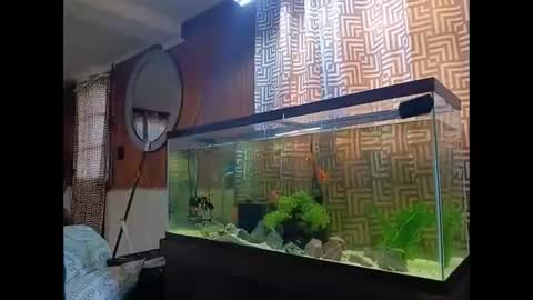 Snapshot of klou502 chatting on December 2024 02:40:02 PM LOUiViLAN online show from December 2024 02:40:02 PM