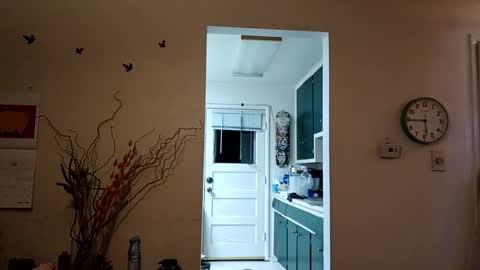 Snapshot of lacybell chatting on March 2025 11:37:02 AM lacybell online show from March 2025 11:37:02 AM