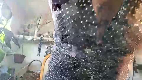 Snapshot of lacybell chatting on February 2026 03:43:02 PM lacybell online show from February 2026 03:43:02 PM