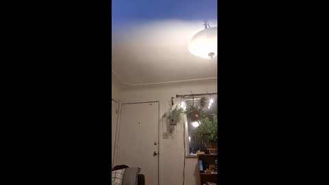 lacybell online show from May 2026 04:39:02 AM