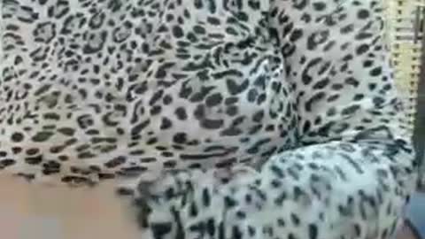 LAILA online show from July 2026 11:35:01 AM