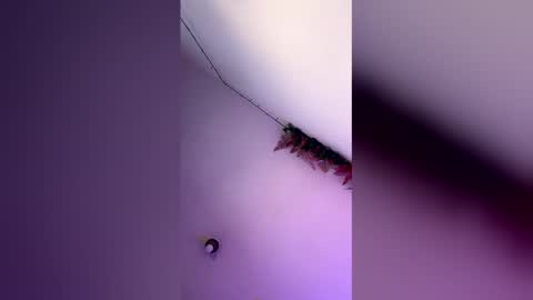 latin_bigcock21cm online show from March 2026 07:58:02 AM