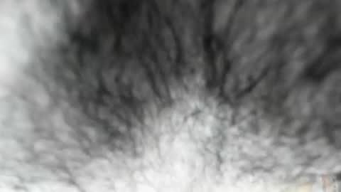 Snapshot of latinhotboys1 chatting on February 2026 08:08:02 AM Zeus online show from February 2026 08:08:02 AM