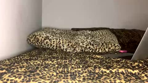 Laycee Layne online show from September 2025 04:14:01 AM