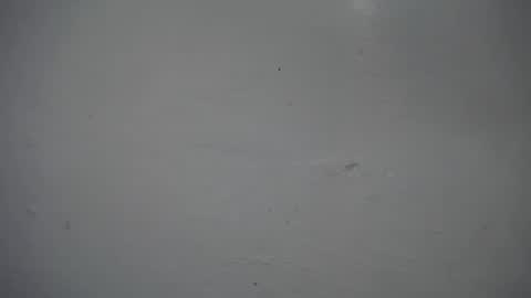 lisa_branch online show from November 2025 12:33:02 PM