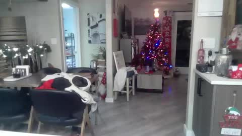 logan_rex_3 online show from January 2026 07:11:02 AM