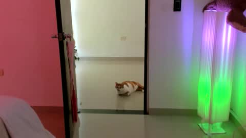 Snapshot of luara__01__lecat_1 chatting on February 2026 09:22:02 PM luara__01__lecat_1 online show from February 2026 09:22:02 PM