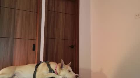 Snapshot of luci_fer15 chatting on September 2025 01:49:01 AM Luci y Fer online show from September 2025 01:49:01 AM