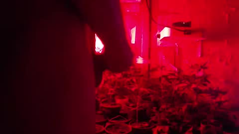 SILVA online show from October 2025 02:43:02 AM