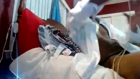 Snapshot of marrieddlbottomhungdltop chatting on October 2025 06:58:02 AM Reparations for the departed online show from October 2025 06:58:02 AM