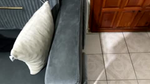 Snapshot of memo654733 chatting on February 2026 08:42:02 PM Chucky1200 online show from February 2026 08:42:02 PM