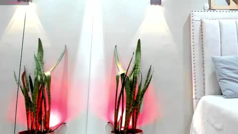    online show from November 2025 12:04:01 PM