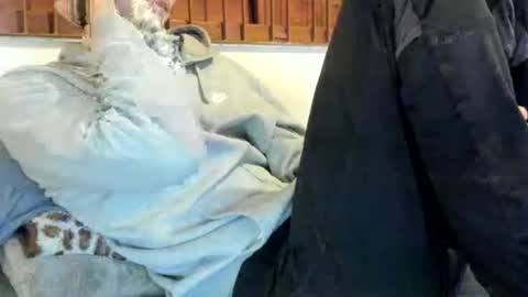 DigBreed online show from November 2025 12:31:01 AM