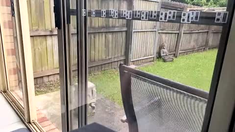 mudjimba online show from December 2024 06:02:02 AM