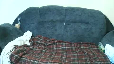 Snapshot of nastylily1 chatting on January 2026 07:02:01 AM nastylily1 online show from January 2026 07:02:01 AM