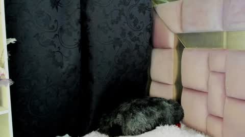 Nat  online show from December 2024 07:08:01 AM