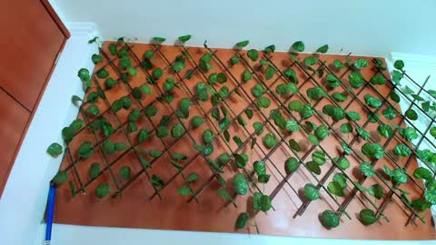 Kitten online show from April 2026 11:21:01 AM