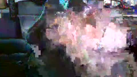 nick stavrou online show from December 2025 04:19:01 AM