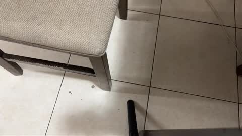 Carlos Nico online show from March 2026 09:26:01 AM